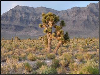 Joshua Trees