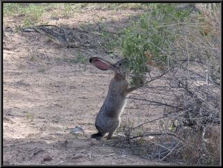 Hare or Jack Rabbit? Feel free to help make one of us right