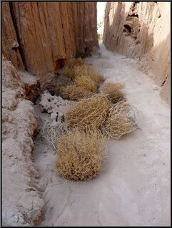 Tumbleweed sanctuary