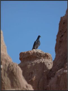 Pretty bird