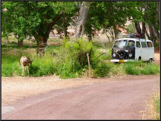 The bus spying a deer