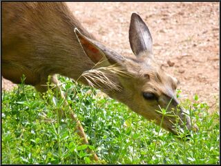 The deer really didn't seem to care about campers