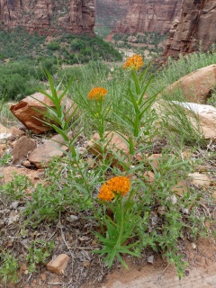 Pretty flowers
