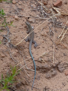 Pretty lizard