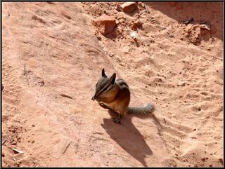 Uinta Chipmunk, we are nearly sure of this