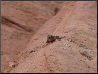 The teeniest lizard