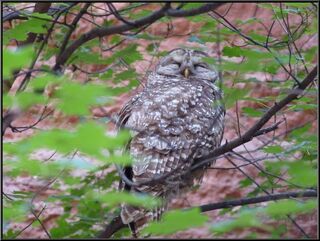 An owl in Refrigerator Canyon