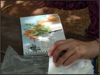 Painting what she sees