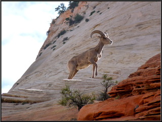 Theresa calls it a Ram Sheep. Feel free to help