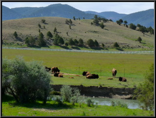 Buffalo in a pasture