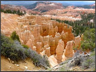 A hoodoo forest