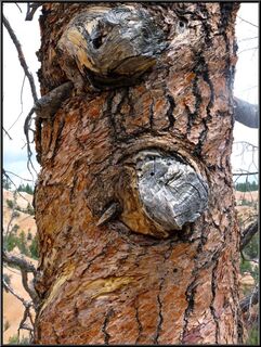 Cool bark