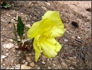 A desert rose
