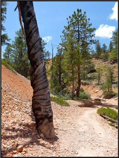 Twirly Tree