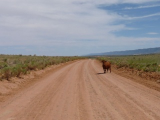 This cow required driving around