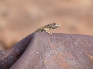 A little lizard doing pushups on a old barrel