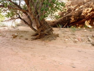 The high debris mark from the last flash flood, a little spooky