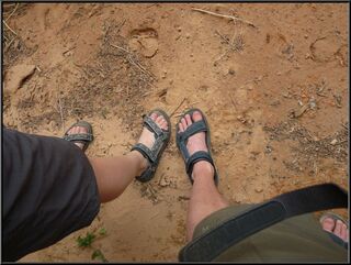 Teva Time!