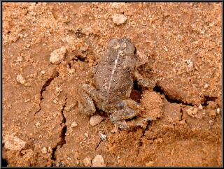 Teeny frog