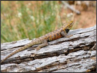 Bigger lizard