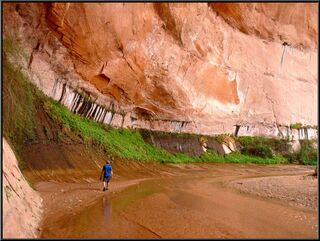 Hanging gardens from water seeping through the rock