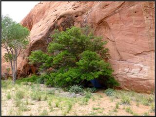 Our first campsite, a great hidden spot under that tree