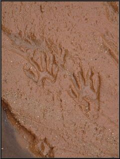 We saw a lot of deer and cow tracks, but only one set of these. We think muskrat