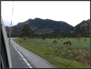These are definitely deer or elk near the visitors entrance