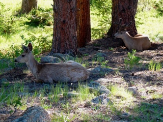 Our morning neighbors