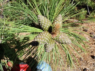 A budding pine cone star