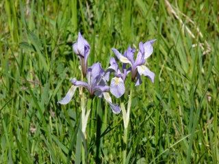 Wild irises