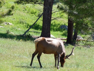 Local elk, there are a ton of them around here
