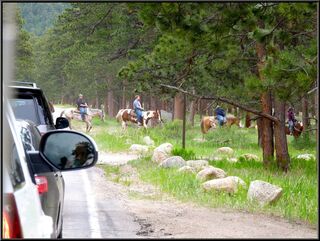 Horses have the right of way in the park