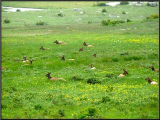 A small part of a big heard of Elk