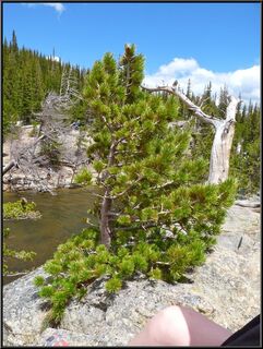 We called it the Yoda tree, short with elephant skin