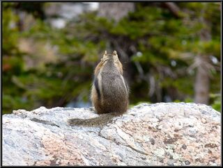 A chipmunk ignoring us