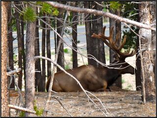 Another large bull elk