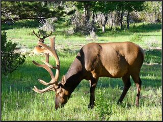 More Rocky Mountain elk