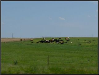 Cows, no doubt scheming