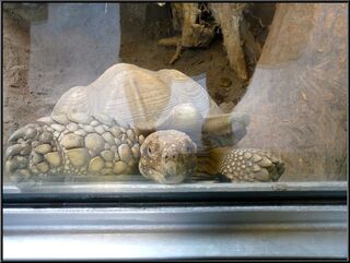 Theresa's tortoise friend