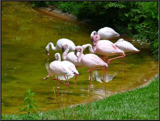 Flamingos high stepping