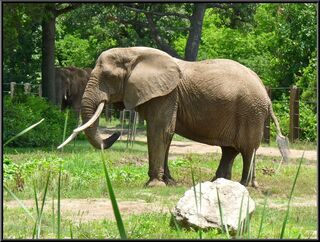 An elephant mudding up