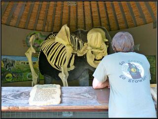 Brian at the half elephant exhibit