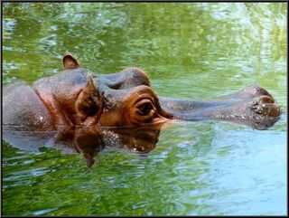 Partial hippo