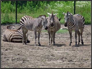 We're not sure the vertical stripes are working for the middle one