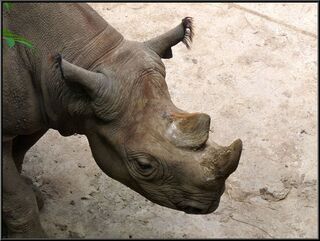 Hairy eared rhino