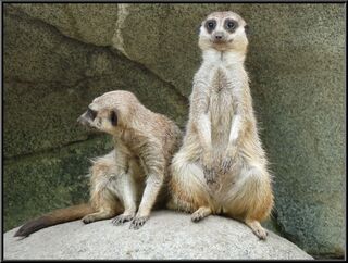 Meerkats, the one on the right seems oddly alert