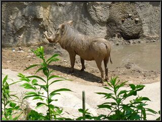 The warthog looks like it is in heels to us