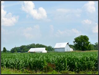 Corn
