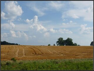 A field in need of a shave